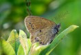 /album/lepkek/coenonympha-oedippus-jpg1/